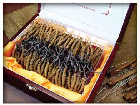 昭苏冬虫夏草回收